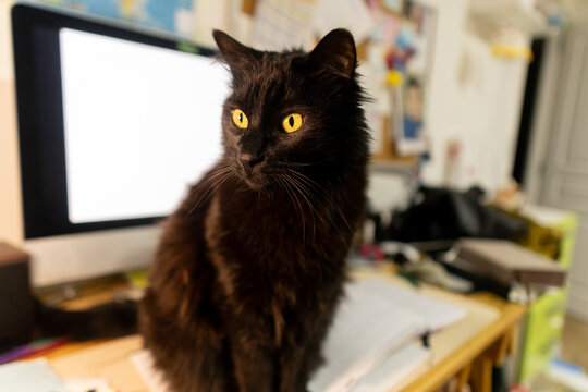 Black Cat With Striking Yellow Eyes Sitting on a Desk - Powered by Adobe