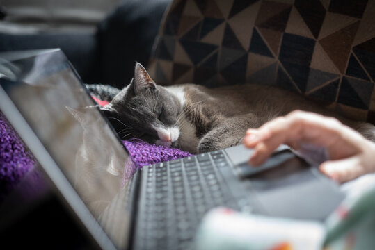 A cat sleeps next to a laptop on the couch
