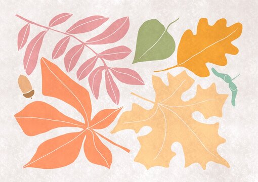 Diversity of autumn leaves 