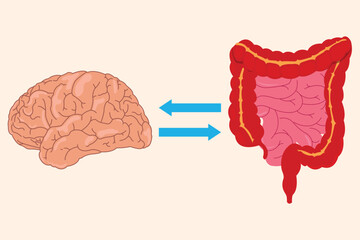 Medical diagram showing bidirectional communication between human brain and intestinal tract. eps 10
