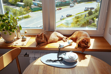 Cats relaxing on a sunny windowsill overlooking a street