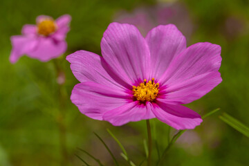 La belleza de nuestro mundo.