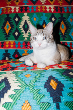 Cat resting on colorful patterned fabric in a cozy setting