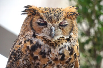 Siberian eagle owl. Scientific name:Bubo Bubo sibiricus, the largest owl in the world.	