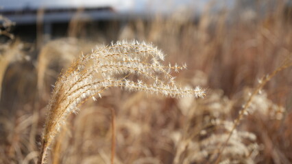 Close-up of a delicate silver grass reed in a field with a soft-focus background
