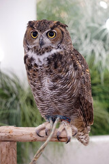A small, alert owl with piercing orange eyes and distinctive white facial markings sits perched on a rustic wooden railing, its grey and white feathers blending with the blurred green background.