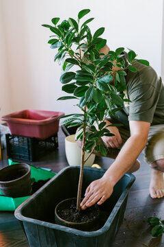Transplanting houseplant.