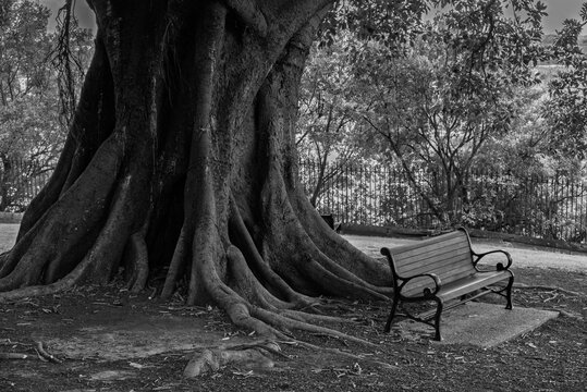 Old tree and a bench