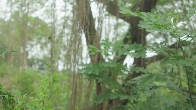 Slow push-in zoom features dense green Albizia lebbeck foliage and prominent Ficus benghalensis aerial roots wrapping around a large trunk in a misty, vibrant tropical forest.