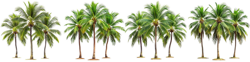 Fototapeta premium Row of Coconut Palm Trees, Isolated on Transparent Background, Tropical Vegetation, Digital Asset, Palm Trees, Coconut Grove, Tropical