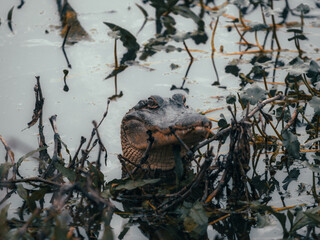 alligator in the water