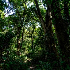 Fototapeta premium Lush tropical forest path