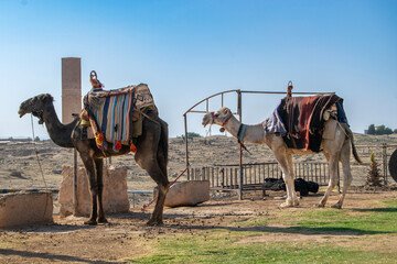 Camels Resting in a Desert Setting Near Historic Structures
