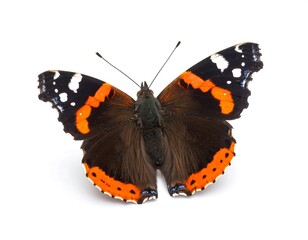 Red Admiral Butterfly