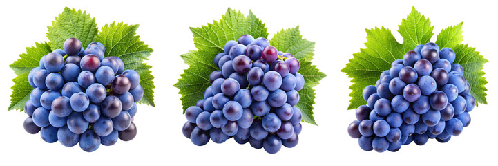 Fototapeta premium Triple Grape Bunch Composition Blue Grapes with Leaves, Isolated on Transparent Background, Food Photography, Fruit, Grapes, Vine, Produce