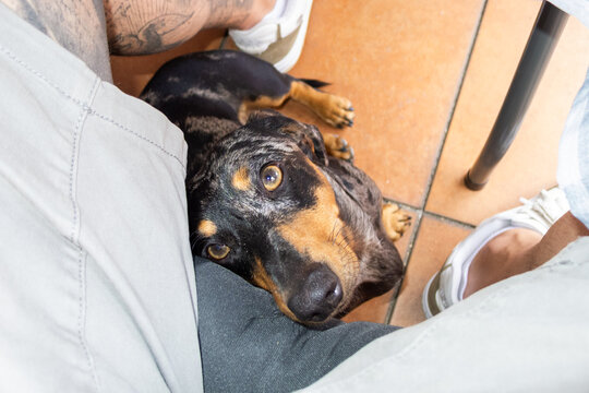Dachshund puppy resting on owner's lap looking up