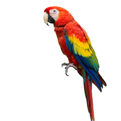 Fototapeta premium Vibrant Scarlet Macaw with Red Yellow and Blue Plumage Against a Black Backdrop