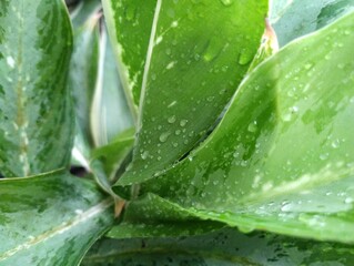 The freshness of nature is perfectly captured in this macro photograph. Fresh green leaves adorned with clear dewdrops create a natural feel that is calming and refreshing to the eyes.