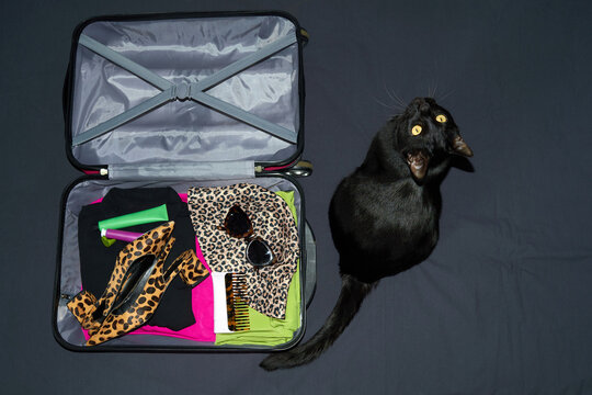 Packing essentials with a curious black cat beside luggage