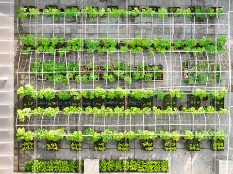 Rooftop Garden with Vertical Plant Trellis System
