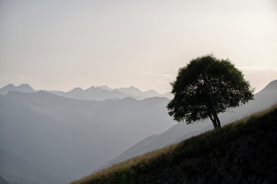 Silhouette of a Tree on a Ridge in Vall d&rsquo;Aran