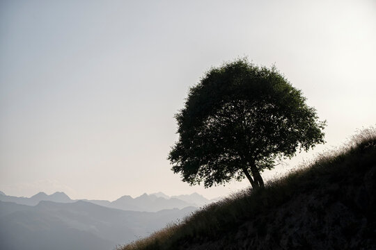 Silhouette of a Tree on a Ridge in Vall d&rsquo;Aran