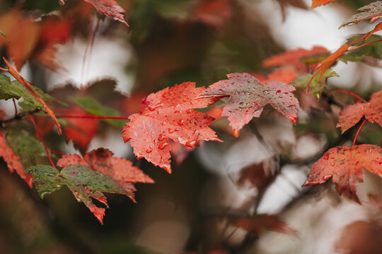 Maple leaves in the rain