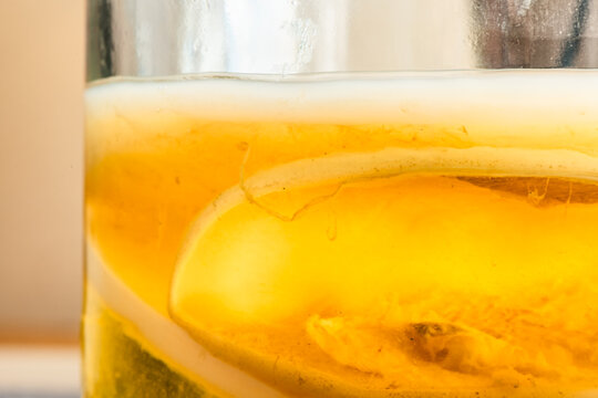 kombucha scoby in jar