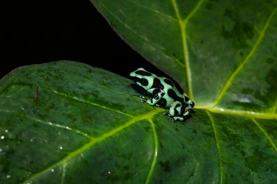 Green And Black Poison Frog In At Night