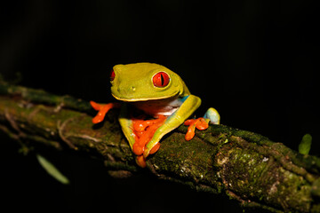 Red Eye Tree Frog Closeup At Night  