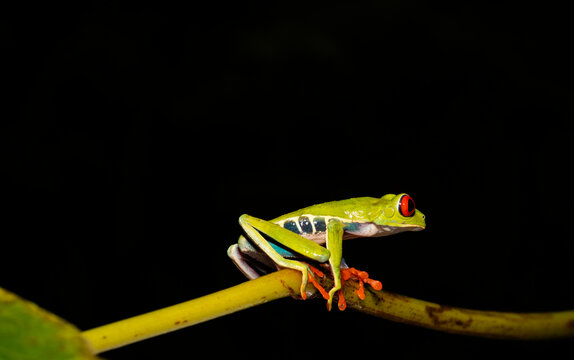 Red-Eye Tree Frog Portrait In Costa Rica  