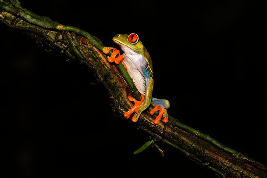 Red-Eyed Leaf Frog Perched On A Branch At Night  