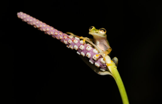 Reticulated Glass Frog Portrait  