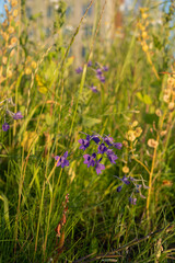 vibrant purple wildflowers bask in the warm glow of late afternoon sunlight amidst a lush, green meadow with diverse flora, evoking a serene and natural atmosphere in an outdoor setting, pattern
