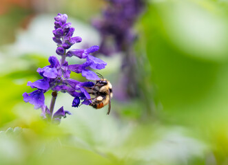 Bumblebee on Purple Salvia