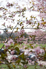 delicate cherry blossoms in full bloom, set against a soft, out-of-focus background of greenery and distant urban architecture, capturing the essence of spring's gentle beauty, tranquility, backdrop