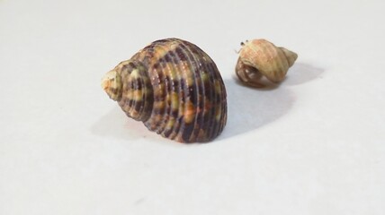 Close-Up of Marine Hermit Crab with Textured Shell
