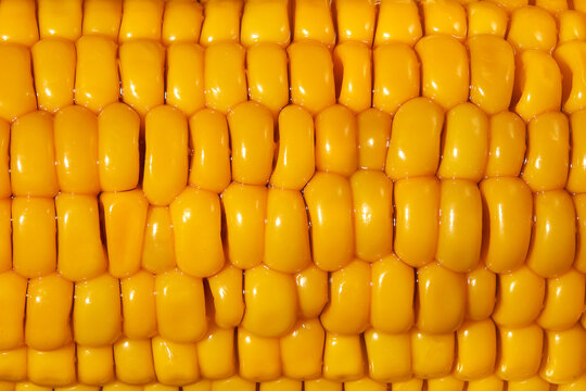 Close up of bright yellow corn kernels texture. 