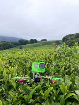 FPV drone with camera resting in green tea field