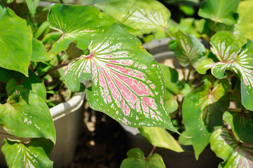 Caladium ,Caladium Thai Beauty or Dieffenbachia seguine or Caladium bicolor or Araceae