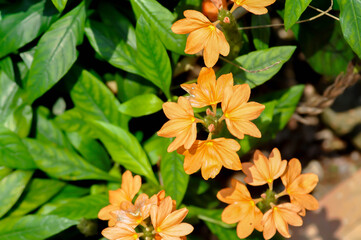 Crossandra or ACANTHACEAE, ,crossandra infundibuliformis or  Crossandra infundibuliformis Merr
