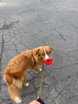 Golden Dog Carrying a Red Bowl During a Roadtrip Pitstop