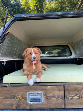 Adorable Dog Relaxing in a Truck Bed Under an Open Canopy