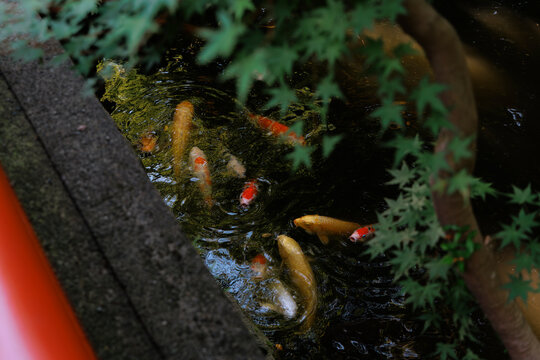 Zen Waterscape: Koi, Pond, and Maple Leaves.