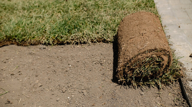 Grass sod roll on soil