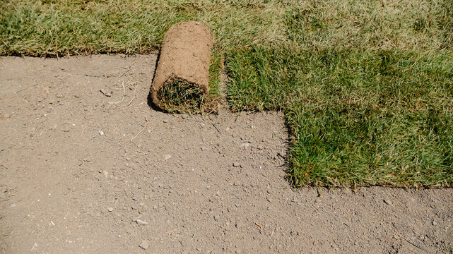 Sod installation on dirt