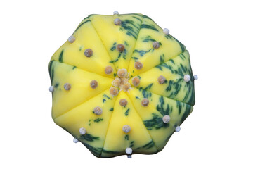 Naklejka premium Top view of Astrophytum asterias variegated cactus isolated on transparent background png file 