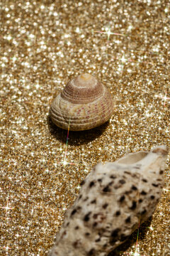 Shells