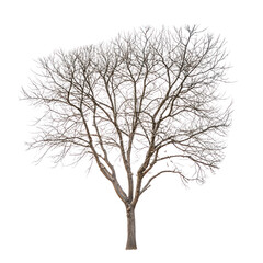Bare tree with visible branches and no leaves on transparent background