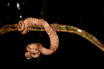 Ringed Tree Boa At Night  